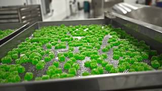 More is Better Behind the Scenes of Our AwardWinning CBD Gummies [upl. by Aihsyn]