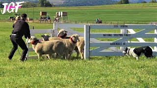 Sheep Dog Trial  National Finals [upl. by Gaile180]