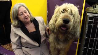 Is an Otterhound the Right Dog for You [upl. by Nayek]