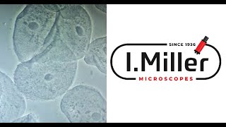 How To Use A Phase Contrast Microscope [upl. by Irodim]