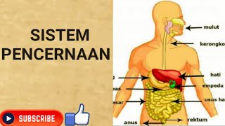 Sistem Pencernaan Digesti [upl. by Roice]