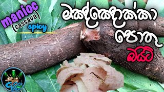 how to make Manioc chips recipe sri lankan style  crispy manioc chip recipes  මඤ්ඤොක්කා පොතු [upl. by Scoles]