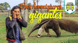 Osos Hormigueros Gigantes  Episodio 61  Pantanal Brasil [upl. by Husain599]