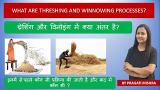 What are Threshing And Winnowing Processes What is the difference between threshing and winnowing [upl. by Ravens]