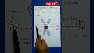 Chromosome  Difference Between Centrosome Centrioles [upl. by Holds33]