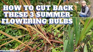 ✂ How to Cut Back These 3 Summerflowering Bulbs  SGD 229 ✂ [upl. by Vernita]