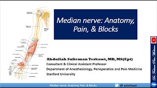 Median Nerve Anatomy Pain and Blocks [upl. by Aranaj]