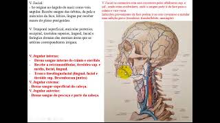 VÍDEO AULA DE VEIAS DA CABEÇA E PESCOÇO [upl. by Conall]