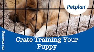 How To Crate Train A Puppy  Petplan [upl. by Nalek]