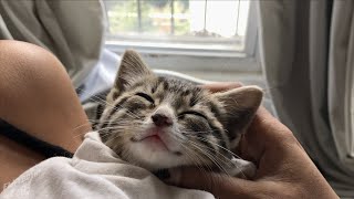 Rescuing two tiny kitten brothers [upl. by Casandra344]