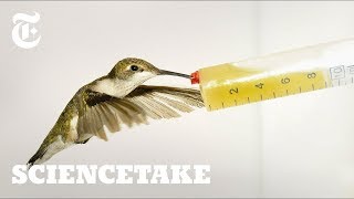 How Hummingbirds Cheat Death  ScienceTake [upl. by Oilalue]