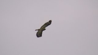 Peregrine Falcon vs Golden Eagle [upl. by Belicia]