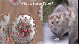 Update on Lassa Fever in FCT [upl. by Thetisa145]