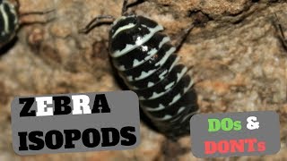 Zebra Isopod Care  Armadillidium maculatum  Dos and Donts [upl. by Oraneg]