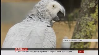 Swearing grey parrots moved and Beyoncé singing parrot fun stories UK BBC News 29 September 2020 [upl. by Aicela]