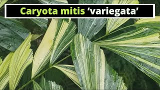 Caryota mitis Variegated Variegated Fishtail Palm [upl. by Chase]