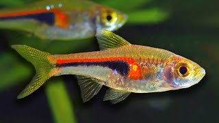 Top 10 Aquarium Fish For Beginners [upl. by Aicissej]