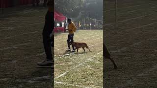 Obedience dog training dogtrainer  Lucknow 9651862193 [upl. by Jermayne85]