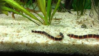 Kuhli Loach eating Ghost Shrimp [upl. by Ettedo]