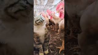 funny and cute cats shortvideo shorts [upl. by Bonnette]