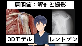 【3Dで学ぶ】肩関節【解剖とレントゲン撮影】 [upl. by Flss]