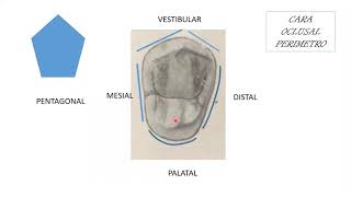 1er Premolar Superior [upl. by Hook]