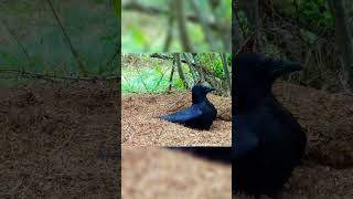 Smart Bird 🐦🐦 Part 1 by mindfactvideo crow animalscience science [upl. by Newol]