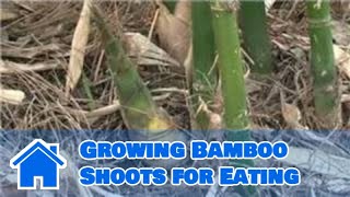 Bamboo Growing 101  Growing Bamboo Shoots for Eating [upl. by Novoj]