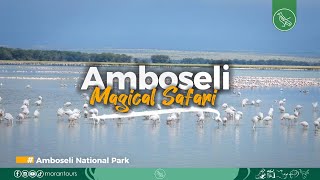 Amboseli National Park Safari [upl. by Ellened]