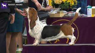 Basset Hounds  Breed Judging 2020 [upl. by Lyrrad]