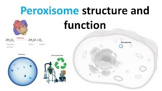 Peroxisomes Structure and function [upl. by Verger]