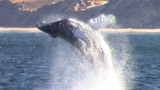 Monterey Bay Whale Watching Capital of the World™ Monterey [upl. by Ann316]