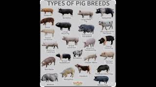 types of pig breed [upl. by Terence]