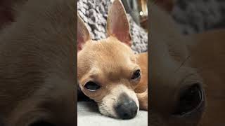 Sleepy Chicco  chihuahua vanlife subscribe [upl. by Frager506]