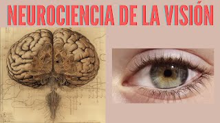 Neurociencia de la Visión [upl. by Siderf]