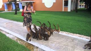 Feeding coatis in Mexico [upl. by Barbra118]