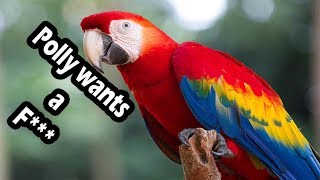 Top 10 swearing parrots swearing birds [upl. by Channa]