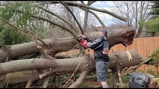 Homelite 12 amp 16quot electric Chainsaw review [upl. by Suckow]