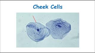 CCEA GCSE BIOLOGY Unit 1 cells and microscopes [upl. by Celinka466]