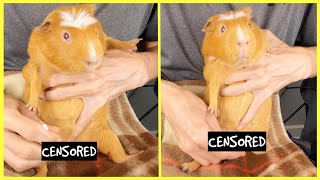 Guinea pig boar cleaning tutorial WARNING GUINEA PIG GENITALS [upl. by Akahs]