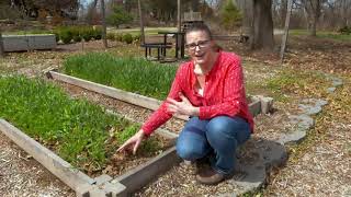 Terminating Cover Crops to Prepare the Garden [upl. by Yenwat510]