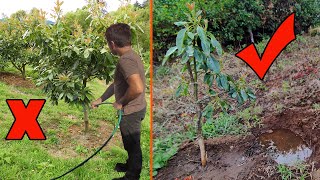 Técnica de riego para arboles frutales ahorra agua [upl. by Lody]