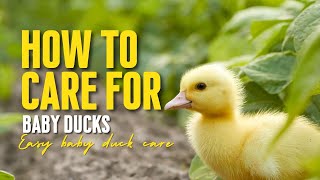 How to Care for Baby Ducks [upl. by Eelidnarb]