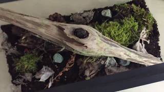 BioActive Vivarium Set Up  Isopods Millipedes Centipedes and Slugs [upl. by Kristien]