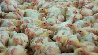 Chicken meat production BBC Countryfile [upl. by Olsen]