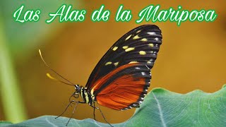 Las Alas de la Mariposa  Gilberto Daza y Marcela Gándara [upl. by Maxine23]