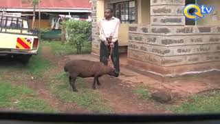 African Man Raping A Sheep [upl. by Heall]