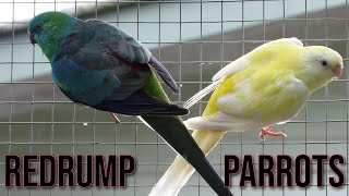 Red Rump Parrot Compilation [upl. by Reppart]