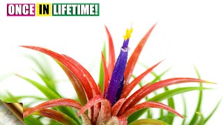 Air Plant Flowering Once in it’s Lifetime [upl. by Sion]