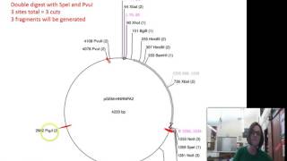 How to read a vector map for a restriction digest [upl. by Nicole]